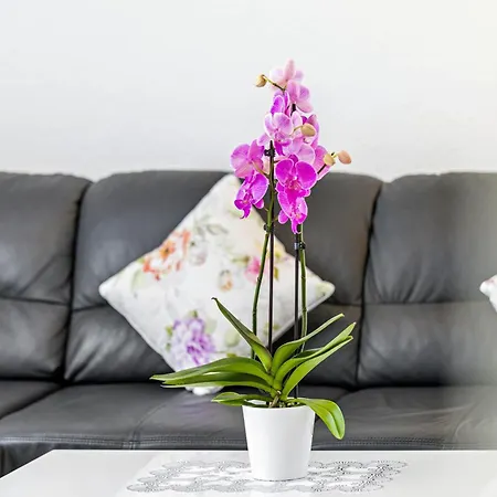 Apartamento Apartment Dusslingen